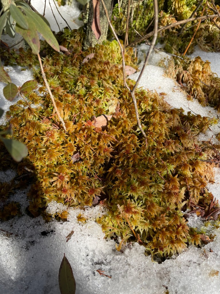 Sphagnum Palustre, Ponkpoag Bog