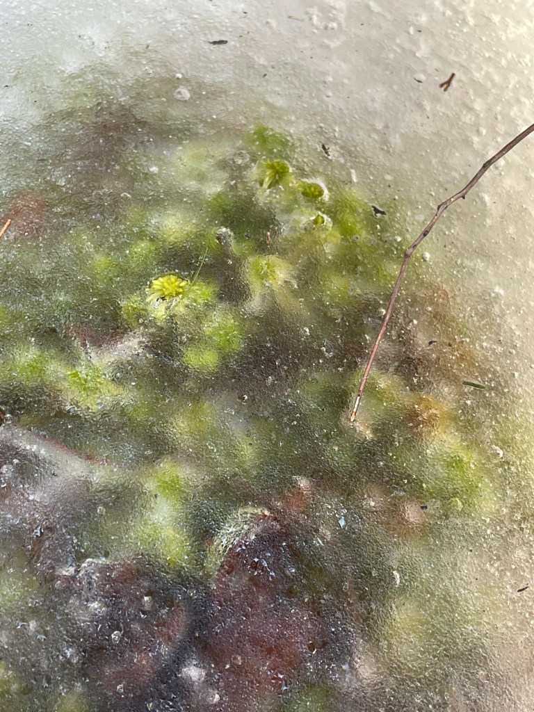 Sphagnum under ice, Ponkapoag Bog
