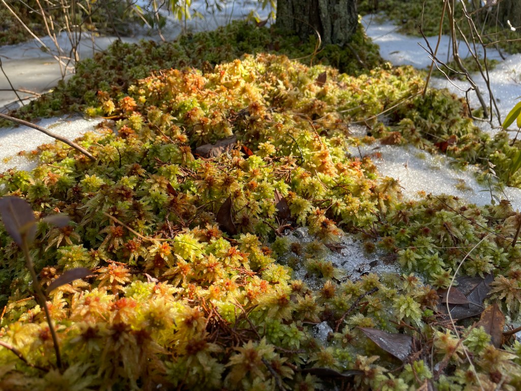 Sphagnum Palustre, Ponkapoag Bog